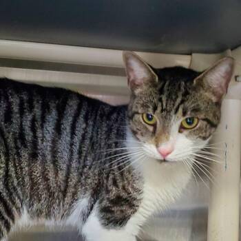 Rescue Domestic Short Hair Cats for Adoption in Jersey City, New Jersey - Cisco | PetCurious
