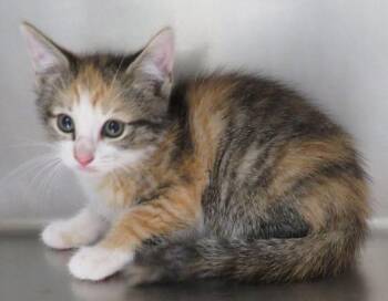 Davina -  Domestic Short Hair Cat for Adoption in Lexington, Virginia - Davina | PetCurious