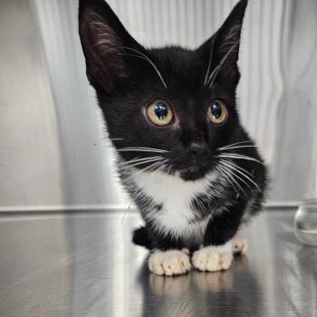 Nola -  Domestic Short Hair Cat for Adoption in Greensboro, North Carolina - Nola | PetCurious
