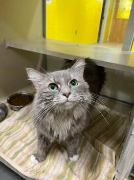 Domestic Long Hair Cats Available for Adoption in Arlington, Virginia - Snuggle Muffin -Lap Lover | PetCurious