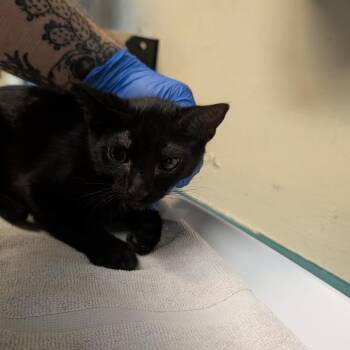 Adidas -  Domestic Short Hair Cat for Adoption in Los Angeles, California - Adidas | PetCurious