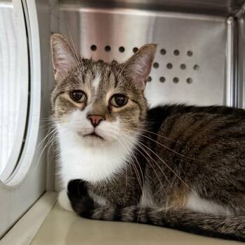 Merlin -  Domestic Short Hair Cat for Adoption in Denver, Colorado - Merlin | PetCurious