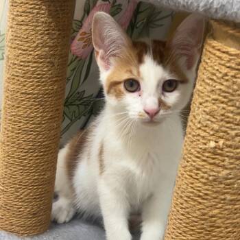 Asiago -  Domestic Short Hair Cat for Adoption in Indianapolis, Indiana - Asiago | PetCurious
