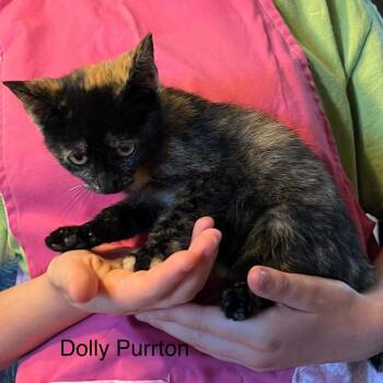 Dolly Purton -  American Shorthair Cat for Adoption in El Dorado, Arkansas - Dolly Purton | PetCurious