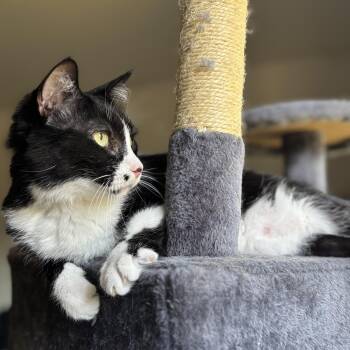 Sunflower -  Domestic Short Hair Cat for Adoption in Denver, Colorado - Sunflower | PetCurious