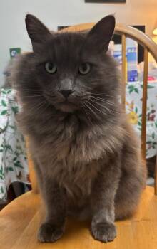Manx and Russian Blue Cats Available for Adoption - Ilya | PetCurious