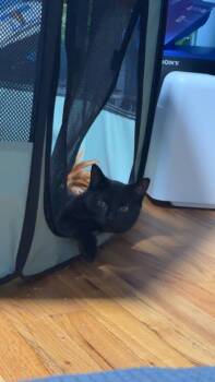 Domestic Short Hair Cats Available for Adoption - Merida | PetCurious