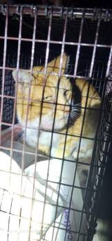 Domestic Short Hair Cats Available for Adoption in San Antonio, Texas - JACK | PetCurious