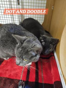 Rescue Russian Blue and Domestic Short Hair Cats for Adoption in Villa Park, California - Dot And Doodle (bonded Pair) | PetCurious