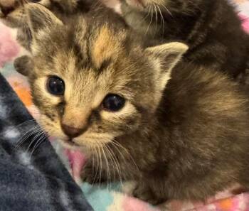 Daisy -  American Shorthair Cat for Adoption in Syracuse, New York - Daisy | PetCurious