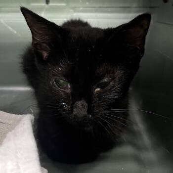 Jeepy -  Domestic Short Hair Cat for Adoption in Summerville, South Carolina - Jeepy | PetCurious