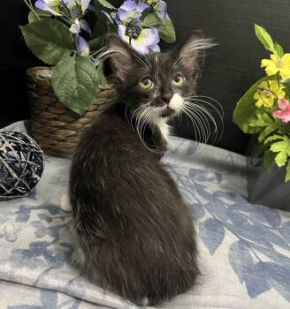 Jeeves -  Domestic Medium Hair Cat for Adoption in Fayetteville, Georgia - Jeeves | PetCurious
