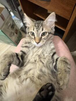 Scoot Scoot 3899 -  Domestic Medium Hair Cat for Adoption in Dallas, Texas - Scoot Scoot 3899 | PetCurious