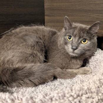 Domestic Short Hair Cats Available for Adoption in Buffalo, New York - Graybie | PetCurious
