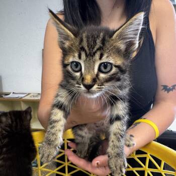 Tommy -  Domestic Medium Hair Cat for Adoption in Carlin, Nevada - Tommy | PetCurious