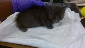 Domestic Medium Hair Cats Available for Adoption in Doral, Florida - QI