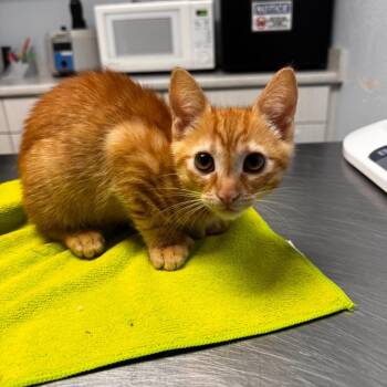 Toe Beans -  Extra Toes Cat Hemingway Polydactyl Cat for Adoption in Riverside, California - Toe Beans | PetCurious