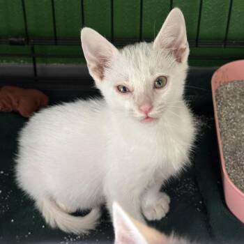 Domestic Short Hair Cats Available for Adoption in Kyle, Texas - SKYE | PetCurious