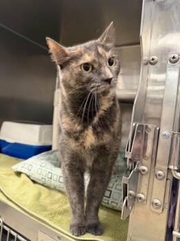 Rescue Domestic Short Hair Cats for Adoption in Maple Shade, New Jersey - Jinx | PetCurious