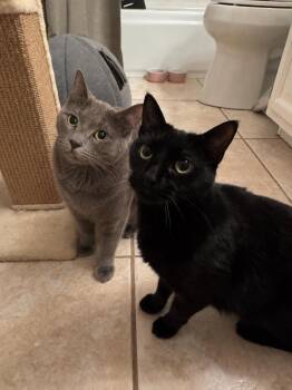 Emerald Green Bonded With Pistachio -  Domestic Short Hair Cat for Adoption in Chandler, Arizona - Emerald Green Bonded With Pistachio | PetCurious