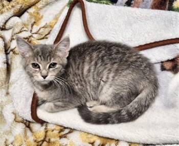 NIGHTSHADE -  Domestic Short Hair Cat for Adoption in Kalamazoo, Michigan - NIGHTSHADE | PetCurious