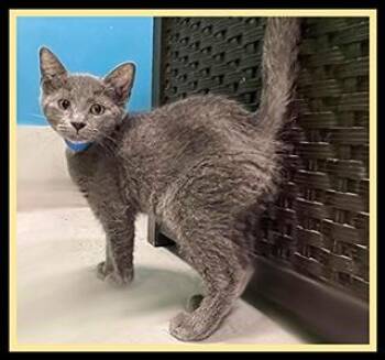 DILL -  Domestic Short Hair Cat for Adoption in Peoria, Illinois - DILL | PetCurious