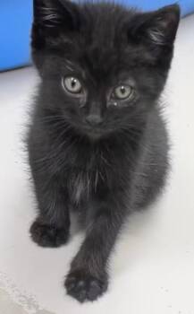 Hugo -  Domestic Short Hair Cat for Adoption in Carthage, Illinois - Hugo | PetCurious