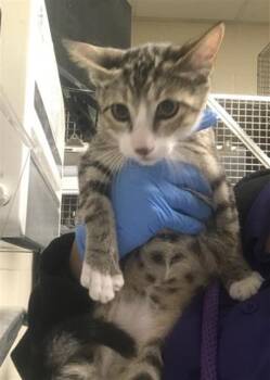 SMUGGIE -  Domestic Short Hair Cat for Adoption in Conroe, Texas - SMUGGIE | PetCurious