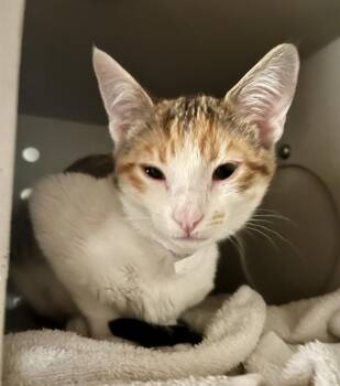 SUZANNE -  Domestic Short Hair Cat for Adoption in San Francisco, California - SUZANNE | PetCurious