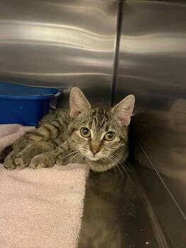 Rescue Domestic Short Hair Cats for Adoption in Burlington, Iowa - Katy Purry | PetCurious