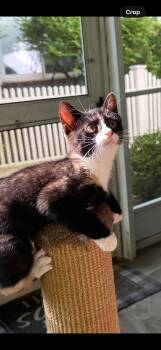 Polly -  Domestic Short Hair Cat for Adoption in Westfield, New Jersey - Polly | PetCurious