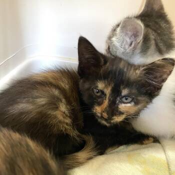 Employee of the Month -  Domestic Short Hair Cat for Adoption in Carencro, Louisiana - Employee Of The Month | PetCurious
