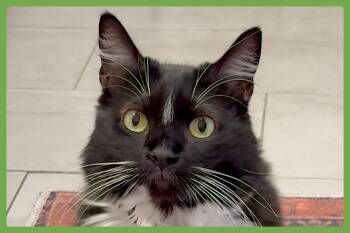 Momo -  Domestic Long Hair Cat for Adoption in Amherst, Massachusetts - Momo | PetCurious