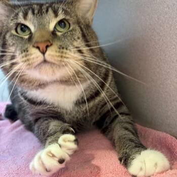Jax -  Domestic Short Hair Cat for Adoption in Pittsburgh, Pennsylvania - Jax | PetCurious