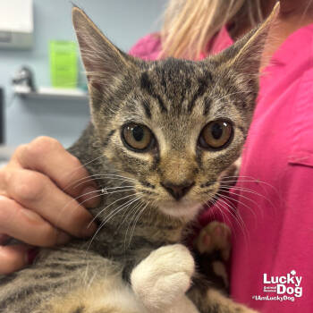 Rescue Domestic Short Hair Cats for Adoption in Washington, District Of Columbia - Rascal | PetCurious