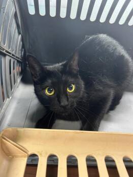 Baby -  Domestic Short Hair Cat Available for Adoption in Gautier, Mississippi - Baby | PetCurious