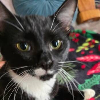 Rescue Domestic Short Hair Cats for Adoption in Tallahassee, Florida - Jamie | PetCurious