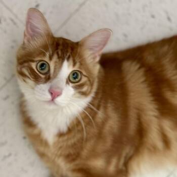 Domestic Medium Hair Cats Available for Adoption - Fluffy | PetCurious