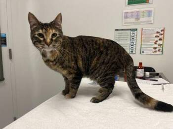 Mabel -  Domestic Short Hair Cat for Adoption in Kansas City, Missouri - Mabel | PetCurious