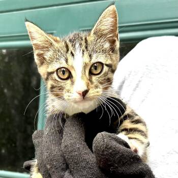 Rescue Tabby Cats for Adoption in Sequatchie, Tennessee - Opal | PetCurious