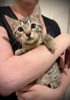 Party Hat -  Domestic Short Hair Cat for Adoption - Party Hat | PetCurious