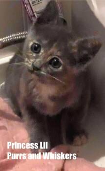 Princess Lil -  Domestic Short Hair Cat for Adoption in New Hartford, New York - Princess Lil | PetCurious