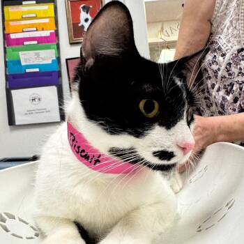Biscuit -  Domestic Short Hair Cat for Adoption in Peoria, Illinois - Biscuit | PetCurious