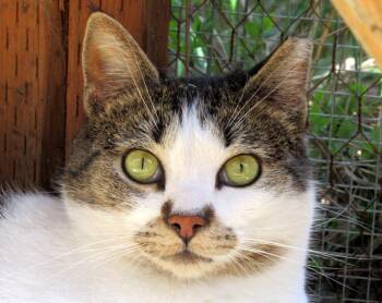 Rescue Tabby Cats for Adoption in Newport, Washington - Louie And Lester | PetCurious