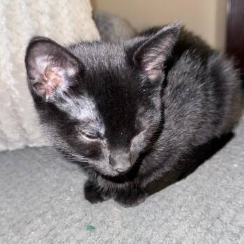 Gamora -  Domestic Short Hair Cat for Adoption in Overland Park, Kansas - Gamora | PetCurious