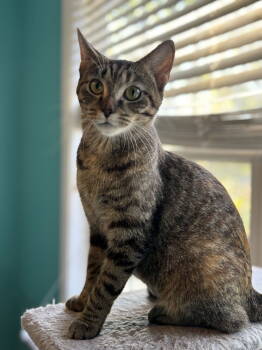 Rescue Domestic Short Hair Cats for Adoption in Georgetown, Kentucky - Chiquita | PetCurious