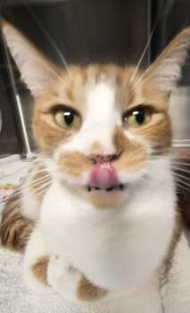 Charlie Kitty -  Domestic Medium Hair and Domestic Short Hair Cat for Adoption in Conway, South Carolina - Charlie Kitty | PetCurious