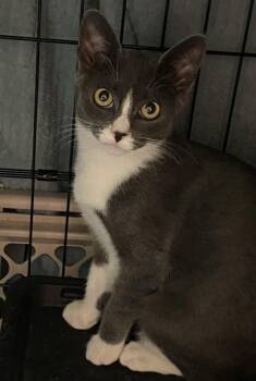 Domestic Short Hair Cats Available for Adoption - Raiza | PetCurious