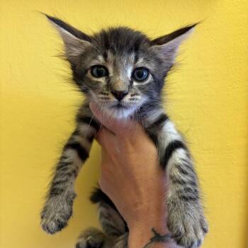 Rizzo -  Domestic Short Hair Cat for Adoption in Webster, Texas - Rizzo | PetCurious