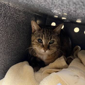 Domestic Short Hair Cats Available for Adoption - Flutter Kick (7) | PetCurious